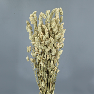 Espiga Phasalis Color natural