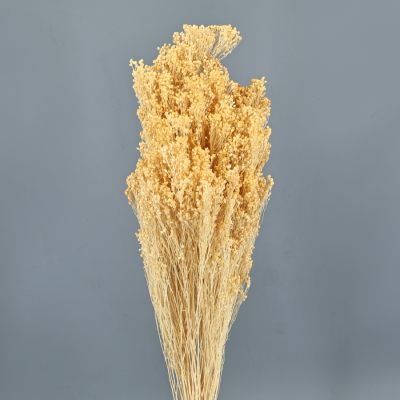 Brooms preservado color vainill